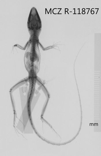 Media type: image;   Herpetology R-118767 Aspect: dorsoventral x-ray